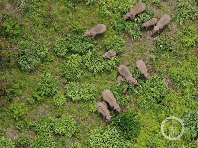 8月11日，北迁野生亚洲象群在元江南岸活动。（上游新闻／云南森林消防总队）