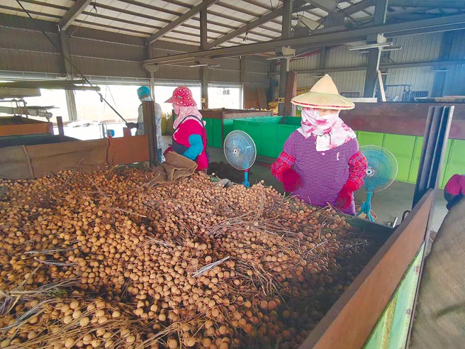 台南龙眼乾开烘，但盘商表示，今年龙眼乾的量可能比去年少一半。（刘秀芬摄）