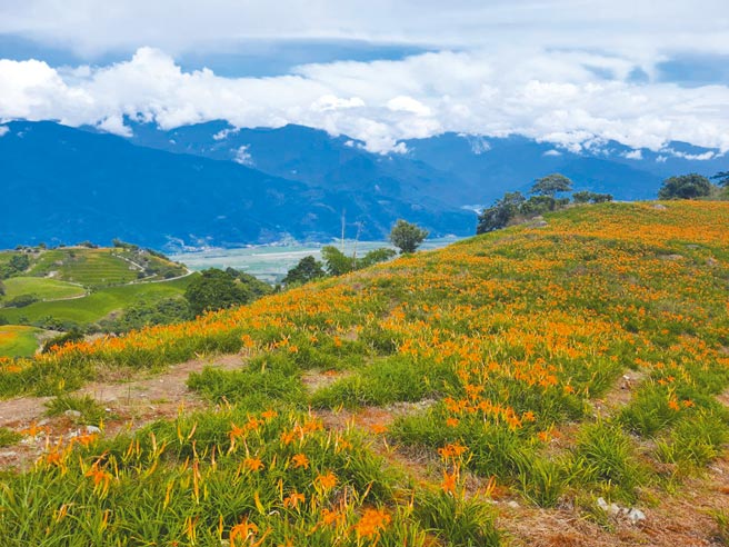 花莲六十石山金针花每年吸引游客上山赏花，14日起花季展开，警方派员执行交通管制措施。（玉里警分局提供／王志伟花莲传真）