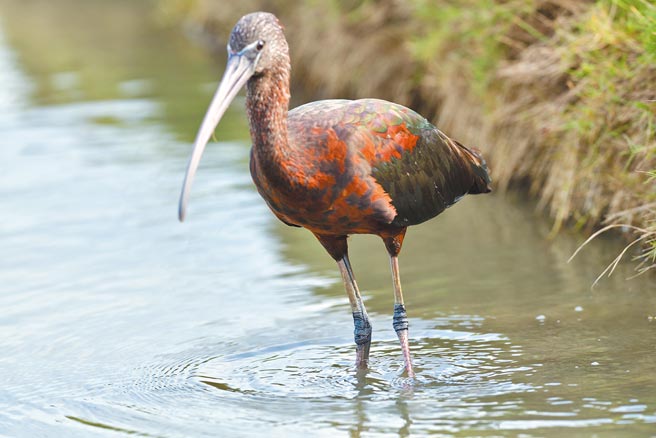 鳥友13日在台南北門農田拍到台灣稀有迷鳥彩鹮。（鳥友李榮進提供／劉秀芬台南傳真）