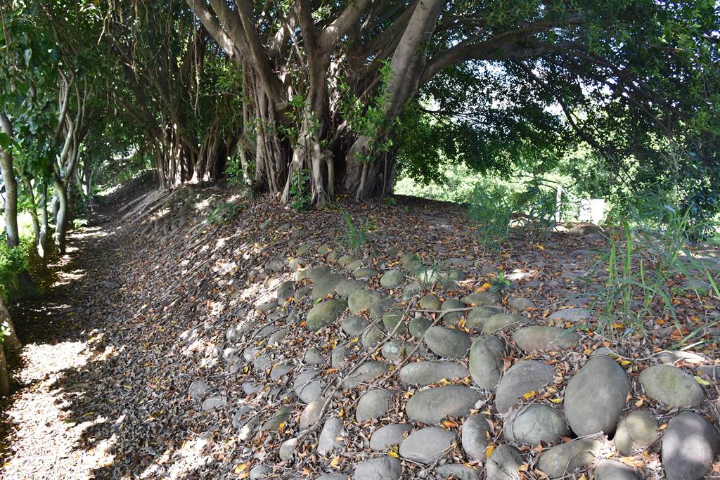 頭份市中港溪畔東興老堤防是累石為堤，並遍植老榕樹固堤，至今超過2百年仍不壞。（謝明俊攝）