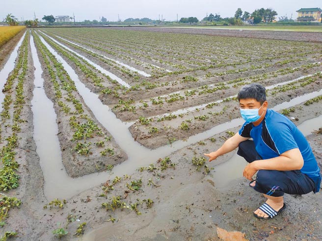 云林县农损全国第1，农民看着花生泡水烂根，大嘆损失惨重。（本报资料照片）