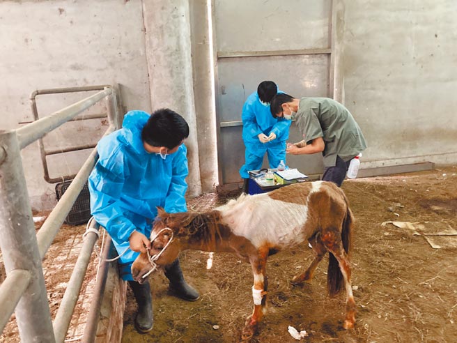 春天農場遭控虐馬，桃園市動保處將幼馬帶回搶救，不幸仍於14日病逝。（動保處提供／蔡依珍桃園傳真）