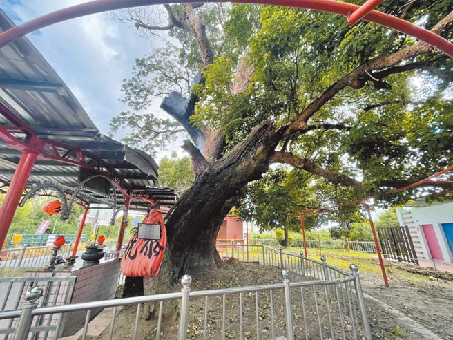 彰化埔心乡大平村的300年老树茄苳公感染梢枯病伤及老树根基，经树医团队救治，但元气已大伤，枝繁叶茂景象不再。（谢琼云摄）