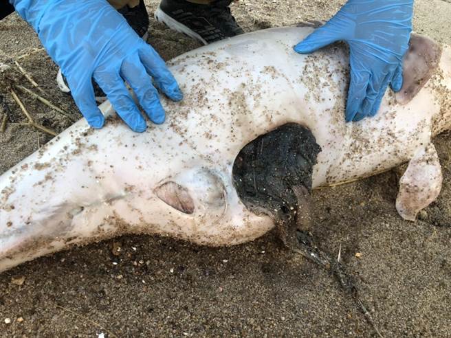 鲸豚死亡原因不明，已冰存等待进一步检验厘清。（金门岸巡队提供）