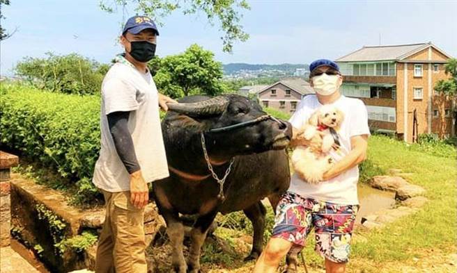 蔺奕》与擎天冈牛魔王共度七夕。(图/爱传媒提供)