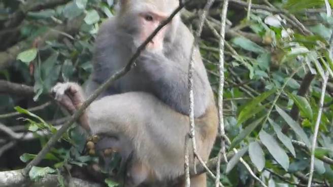 苗栗苑裡火炎山區台灣獼猴近來闖進龍眼果園大啖龍眼。（讀者提供／謝明俊苗栗傳真）