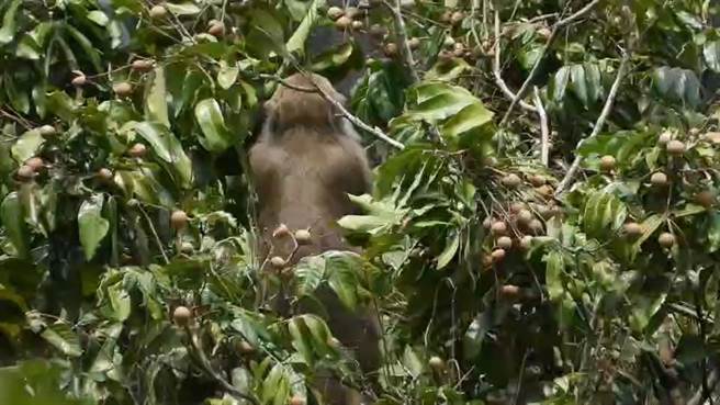 苗栗苑裡火炎山區台灣獼猴近來闖進龍眼果園大啖龍眼。（讀者提供／謝明俊苗栗傳真）