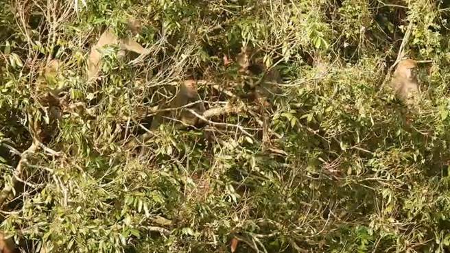 苗栗苑裡火炎山區台灣獼猴近來闖進龍果園大啖龍眼。（讀者提供／謝明俊苗栗傳真）