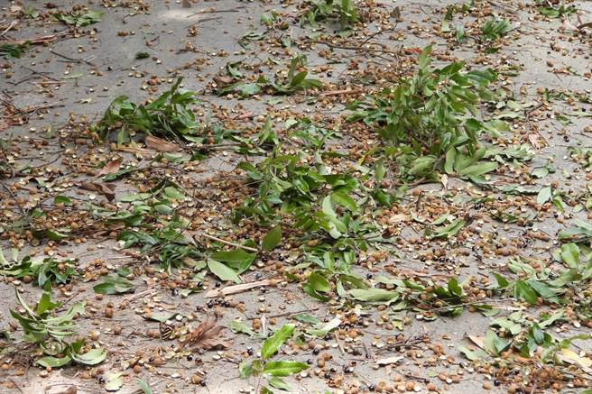 苗栗苑裡火炎山區台灣獼猴近來闖進龍眼果園大啖龍眼，還把果核果皮丟滿地。（讀者提供／謝明俊苗栗傳真）