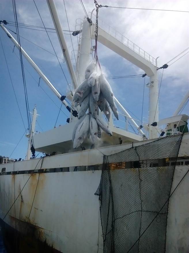 美国商务部海洋暨大气总署(NOAA)于2021年8月12日发布2021年度提交国会之「国际渔业管理改善报告」，其中指出包括我国在内7国渔船涉非法、未报告、不受规范（IUU）渔业行为，以及29国未对海龟混获採取与美国等效之措施。渔业署表示，打击IUU是我国一贯的政策，对美方报告中所指涉事项，渔业署将儘速与美国谘商，并就涉案渔船进行调查，倘查有涉IUU渔业行为之具体实证，将依「远洋渔业条例」相关规定予以裁罚。（绿色和平提供）