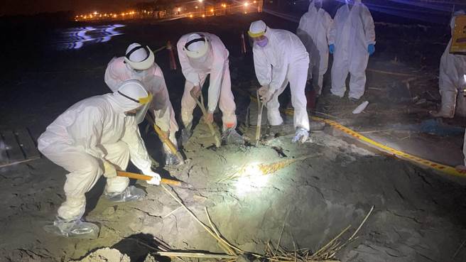 台南市动保处人员全副防疫装将一猪一羊就地焚烧掩埋。（台南市动保处提供／程炳璋台南传真）