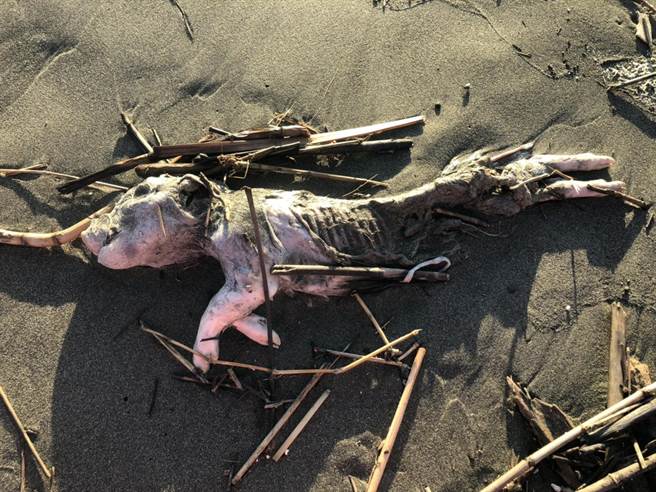 黄金海岸上发现海漂猪，引起动保人员担心是非洲猪瘟的染疫猪。（台南市动保处提供／程炳璋台南传真）