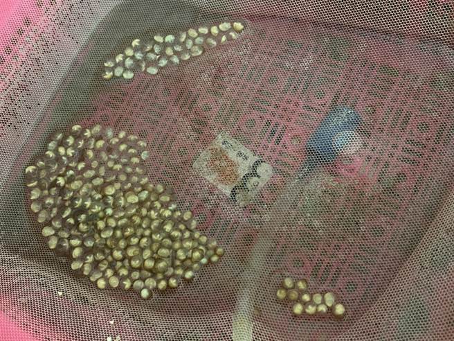 剛產出的鱟卵外觀及大小都有點像綠豆，隨著時間會看見卵內的胚胎形成。（海保署提供／林瑞益高雄傳真）