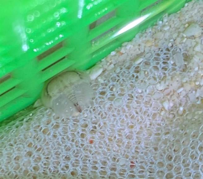 剛孵化的稚鱟，體長只有0.5公分，顏色仍呈現半透明狀，模樣十分可愛。（海保署提供／林瑞益高雄傳真）