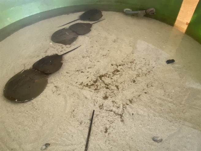 目前鱟池共收容了三對的鱟，繁殖期間只有兩對鱟有產卵行為，許多鱟卵躺在池底的沙上。（海保署提供／林瑞益高雄傳真）