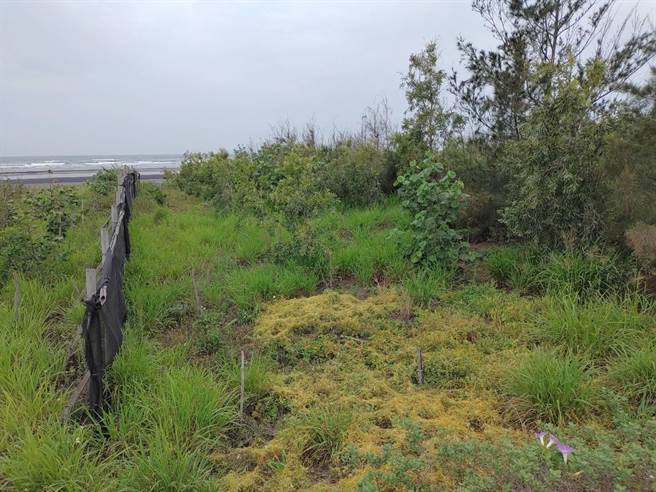 大安区北汕段植栽现况。（观旅局提供／陈淑娥台中传真）