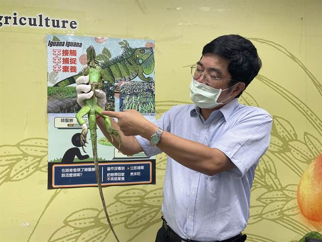 南市农业局森保科代理科长朱健明讲解绿鬣蜥雌雄辨认方式。（南市农业局提供／张毓翎台南传真）