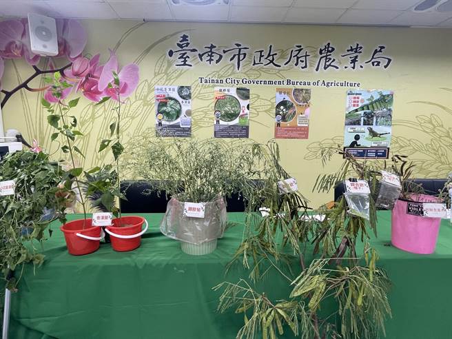 外来入侵植物，由左至右为小花蔓泽兰、香泽兰、银胶菊、银合欢及刺轴含羞木。（南市农业局提供／张毓翎台南传真）