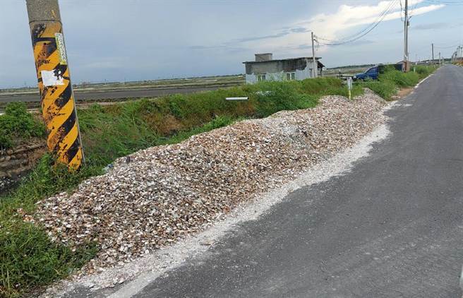 云林县沿海文蛤迟发性灾损，收成不到3成损失惨重。（张朝欣摄）