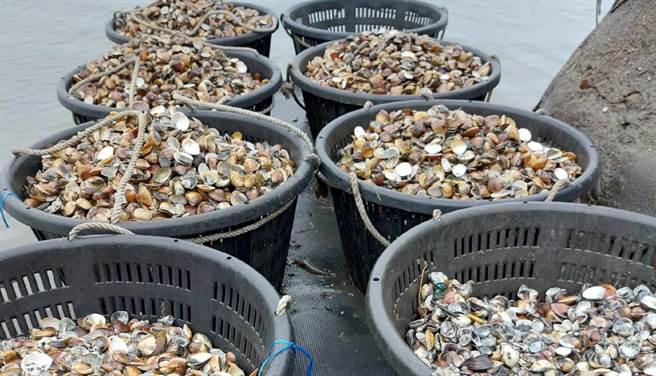 云林县沿海文蛤迟发性灾损，收成不到3成损失惨重。（张朝欣摄）