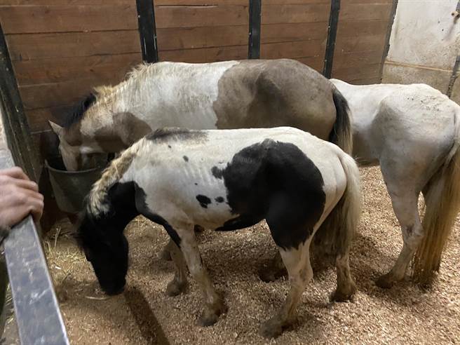桃園龜山春天農場遭控虐馬，動保處認為飼養環境不利休養，15日晚間將4匹成馬送往清境農場。(市府提供／蔡依珍桃園傳真)