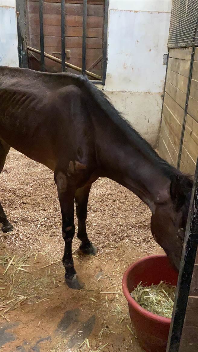 桃園龜山春天農場遭控虐馬，動保處認為飼養環境不利休養，15日晚間將4匹成馬送往清境農場。(市府提供／蔡依珍桃園傳真)