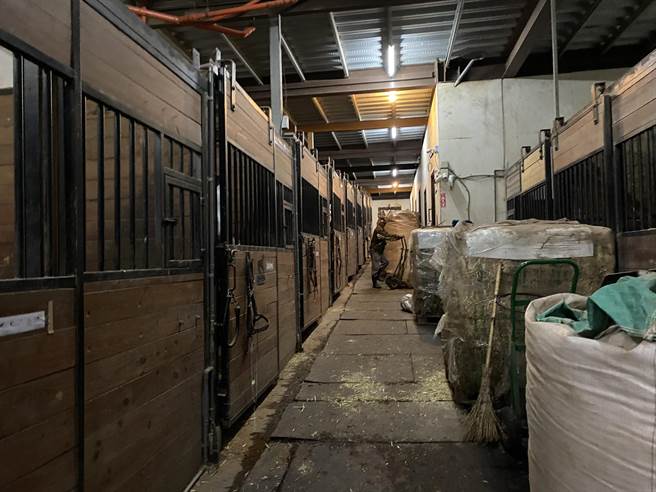 桃園龜山春天農場遭控虐馬，動保處認為飼養環境不利休養，15日晚間將4匹成馬送往清境農場。(市府提供／蔡依珍桃園傳真)