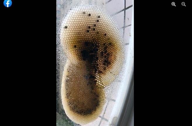 网友分享窗户上的超巨大蜂巢，相当惊人。（截自脸书《路上观察学院》）