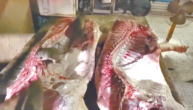 基隆市仁愛區華三街市集某間豬肉攤商將宰殺後豬隻暴露放置在攤位上，未妥善處理，成為老鼠自助吧。（翻攝照片／陳彩玲基隆傳真）