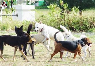 全國遊蕩犬逾15萬隻 嘉義縣每百人遊蕩犬數3.48隻居冠