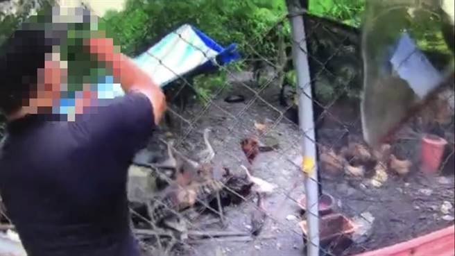 偷雞不著蝕把「泡菜」，破案真相在雞腳。(圖/林和生傳真)	