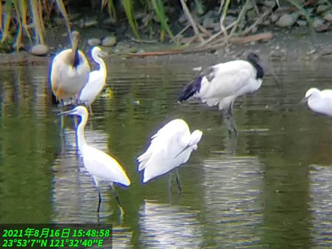 东华大学怀客桥附近，昨发现外来种「埃及圣䴉」现身。（花莲林管处提供／王志伟花莲传真）