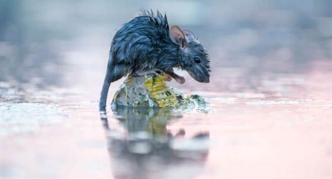 脂肪可以像流汗一样从皮肤排出！美研究人员开发出新减肥疗法。（图／Iflscience）