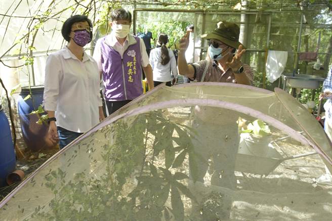 陈世雄经营的农场仅有三分地，目的是希望让小农知道这样也能生存，且做到零炭排量、零污染、零废弃物，像是养殖蜜蜂传授花粉，使用酒糟、鸡屎、猪屎、豆渣等饲养黑水虻。(吴建辉摄)