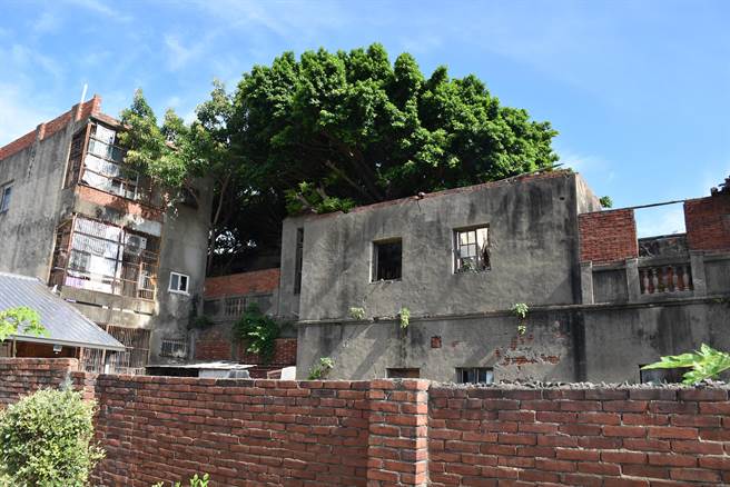 竹南泉松医院建筑有榕树等植物入侵，对建筑有相当影响。（谢明俊摄）