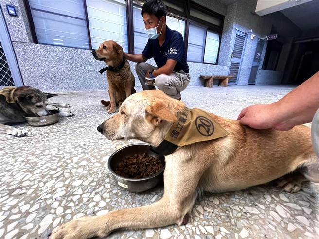 台东大学收编的校犬，都佩戴着拉风的领巾，学生说好酷。（庄哲权摄） 