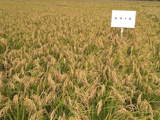 桃园区农业改良场花费约10年时间研发选育出全国第1批适合以「有机栽培」方式耕种的新品种水稻，并于上月23日正式命名「桃园6号」，为国内有机农业迈出新的里程碑。（桃园农改场提供／萧灵玺桃园传真）