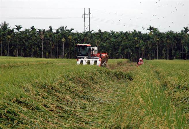 前万丹乡农会理事长李丽卿涉嫌「炒谷」获利，一审遭判刑4年，可上诉。图与新闻事件无关。(林和生摄)