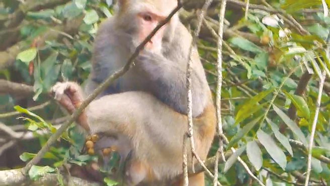 苗栗火炎山區台灣獼猴群起入侵龍眼果園，大啖龍眼。（讀者提供／謝明俊苗栗傳真）
