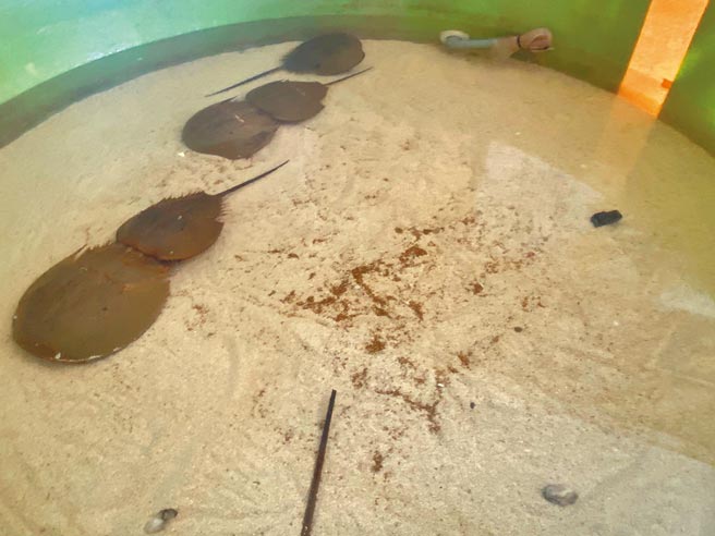 目前鲎池共收容了3对鲎，繁殖期间只有2对鲎有产卵行为。（海保署提供／林瑞益高雄传真）