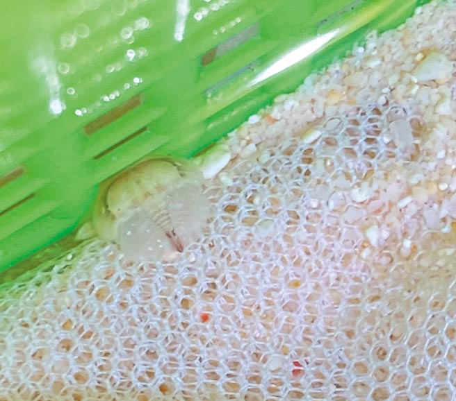 刚孵化的稚鲎，体长只有0.5公分，顏色仍呈现半透明状，模样十分可爱。（海保署提供／林瑞益高雄传真）