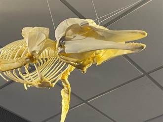 海科館獨家珍藏 國內少數花紋海豚骨骼標本露相