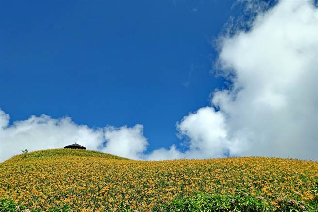 針對日前太麻里花況不佳，遊客賞不到花，太麻里鄉公所指出日前因防疫考量未辦花農留花補助，現已重啟，民眾可遵守防疫及交通管制上山賞花。（民眾提供／蔡旻妤台東傳真）