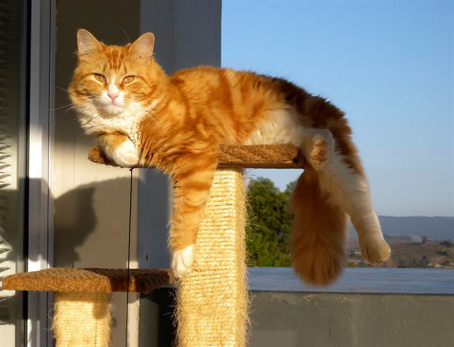 橘猫不但挑食还不爱玩玩具，甚至跟饲主爸妈也不亲近，一问之下才知道牠的童年留有阴影。(示意图/达志影像)