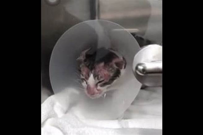 芦洲一名男子与女友吵架后，竟将热水淋在爱猫身上泄愤，行径非常可恶。(图翻摄自/脸书/猫咪公社)