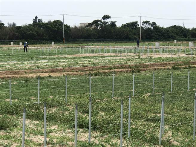 金门县农试所规画全岛首座有机农业集团栽培专区，即以优先供应地区学校营养午餐为目标。（李金生摄）