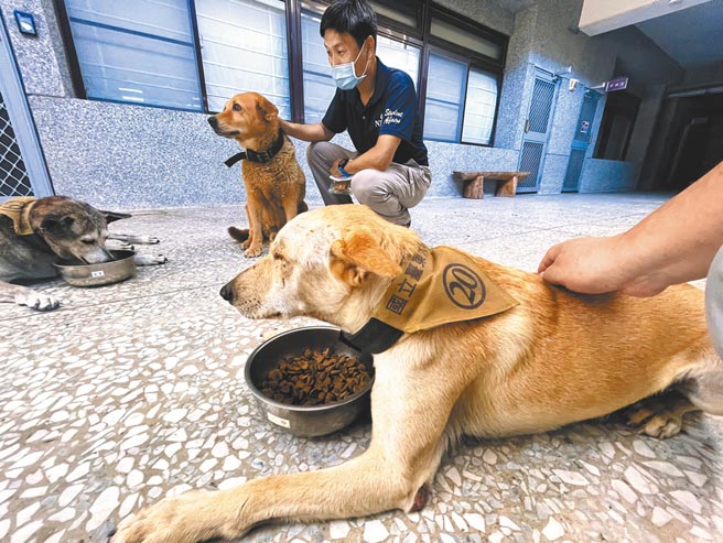 台东大学编制内的校犬，都佩戴着拉风的领巾。（庄哲权摄）
