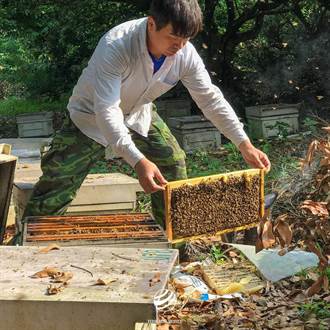 三峽三代專業養蜂人 連續6年獲全國評鑑頭等