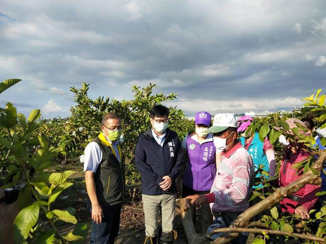 高雄市長陳其邁15日前往燕巢區關心番石榴受損情況，並向中央爭取番石榴納入免勘災損率品項。(高雄市農業局提供／林雅惠傳真)